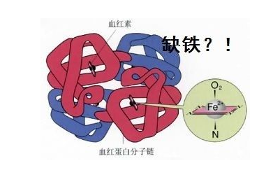 人體茄子视频成人在线品牌山東茄子视频黄片观看探究鐵元素在人體中的作用 人體茄子视频成人在线品牌山東茄子视频黄片观看探究鐵元素在人體中的作用